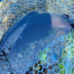 暑い！ ～フィシングパーク高島の泉～